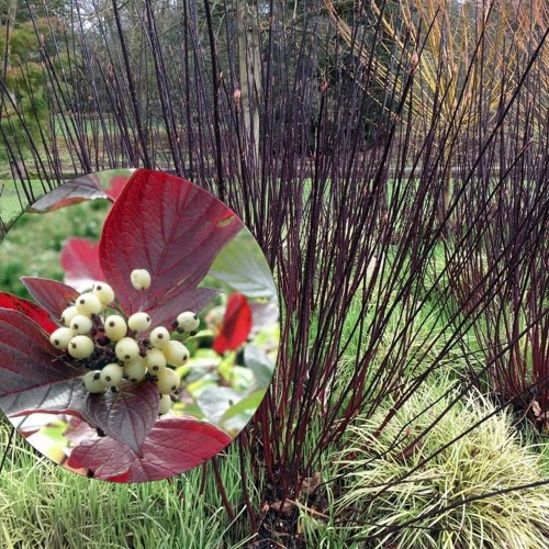 Cornus alba 'Kesselringii' - Siberi kontpuu 'Kesselringii' P9/0,55L